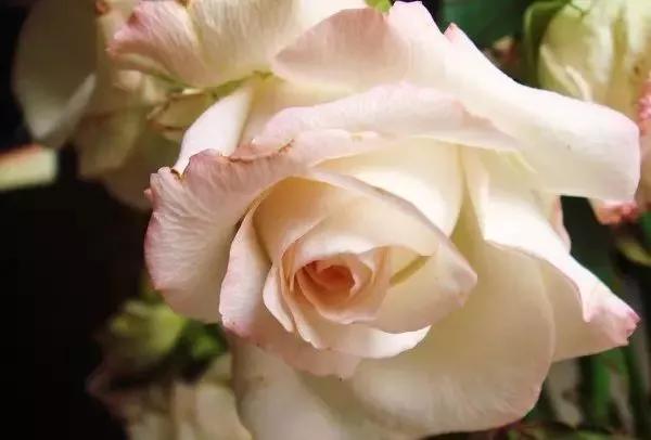 玫瑰花有哪些品种,玫瑰花有哪些品种大全