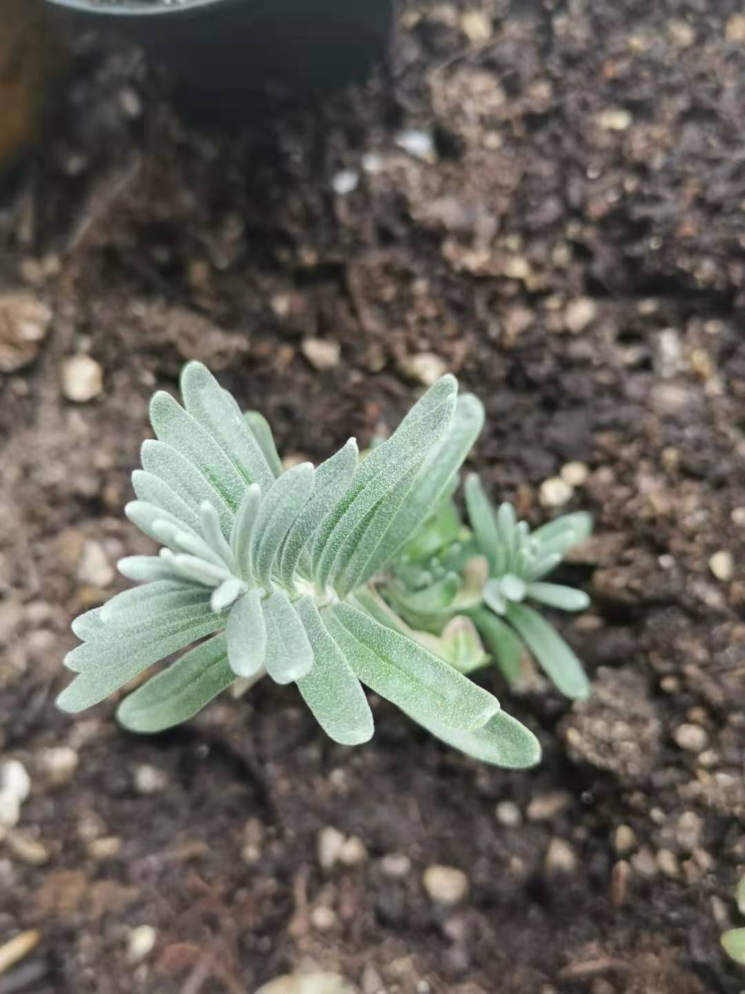 薰衣草真的可以安神助眠吗,衣草精油治失眠的方法