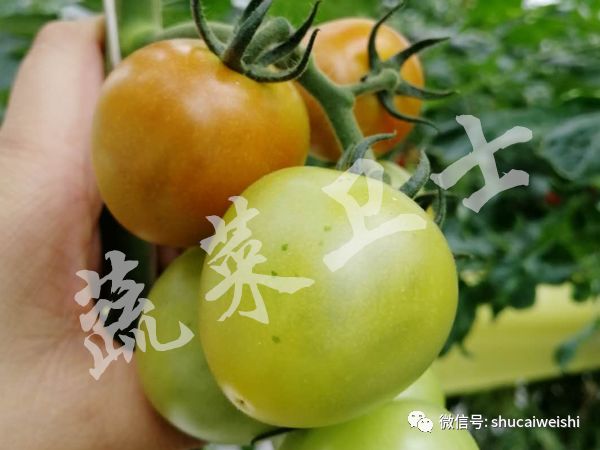 番茄褪绿病毒怎么防治,番茄褪绿病毒要不要灌根