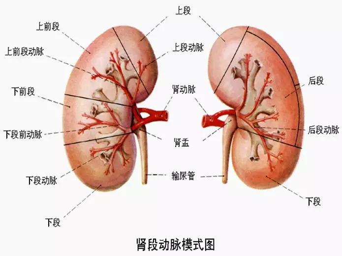 泌尿系统解剖讲解视频,泌尿系统肾脏解剖图谱
