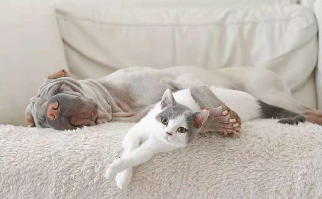 阿里、京东都在卖活体猫和狗，宣称质量保证、血统纯正，敢买吗？