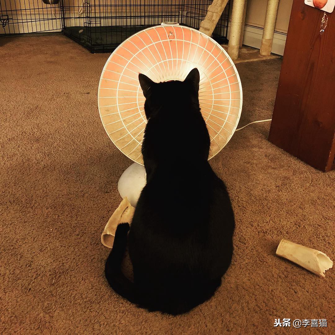 冬天到了铲屎官应注意些什么,铲屎官春季注意事项