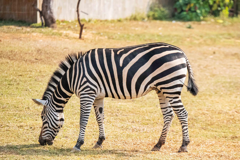 广州长隆野生动物世界的游玩攻略,广州长隆野生动物世界一日游回顾