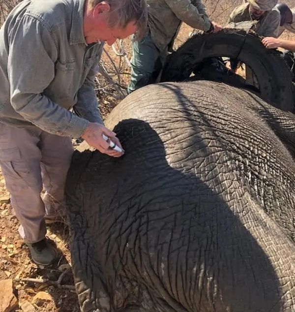 大象被铁丝勒住解救,大象被救援队拉起来了