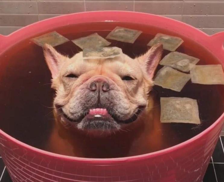 狗狗十种皮肤病,狗狗得了皮肤病看兽医