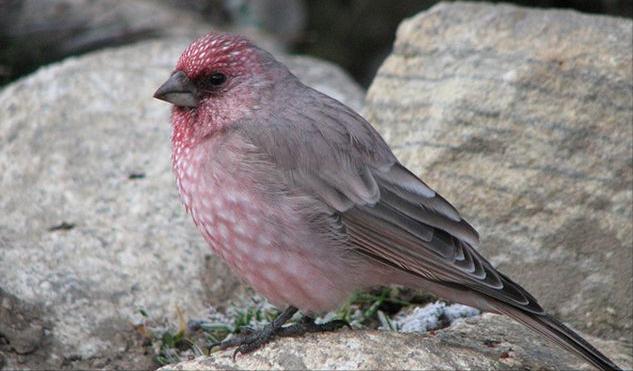 东江揽胜,惠州淡水常见鸟类图谱