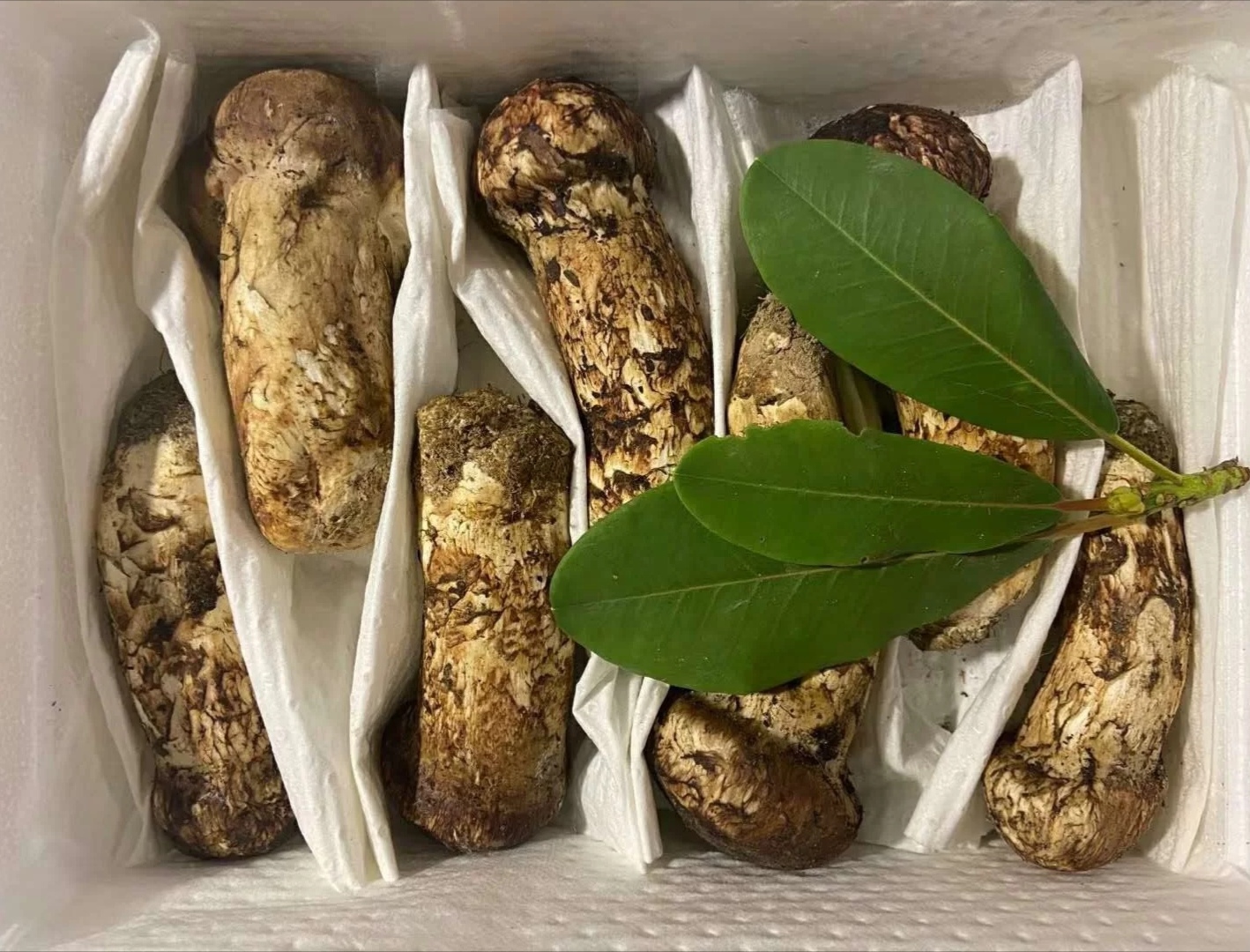 松茸多少钱一斤今日,松茸多少钱一斤的最好