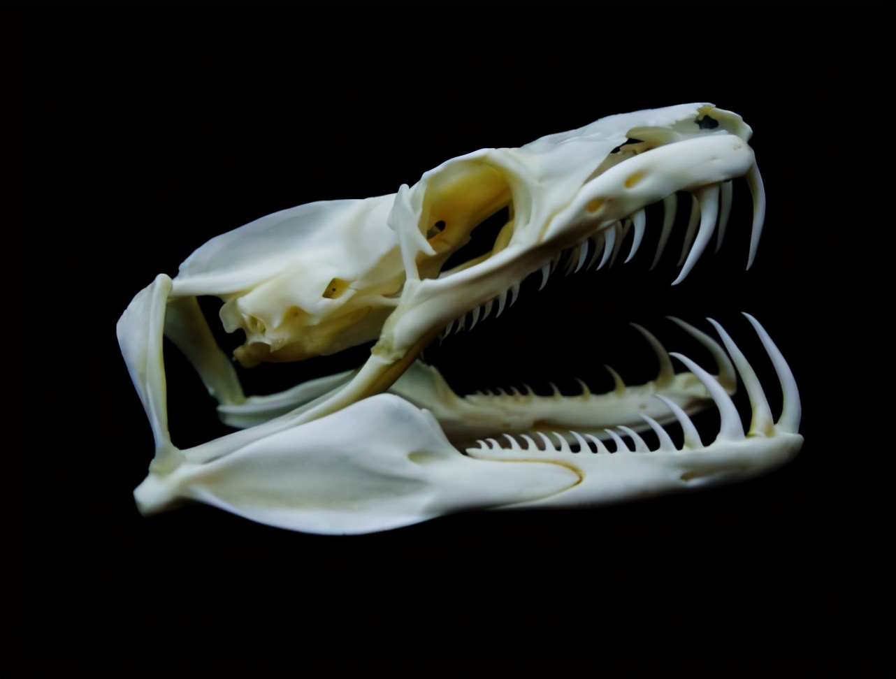 如果你突然被蛇吞下，能否划开蛇肚出逃？科学家作死实验走进蛇窝