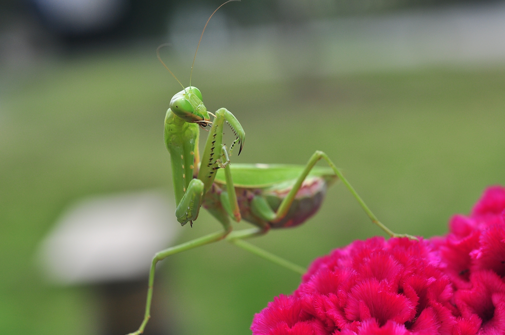 我的情结图片大全,我的思乡情结