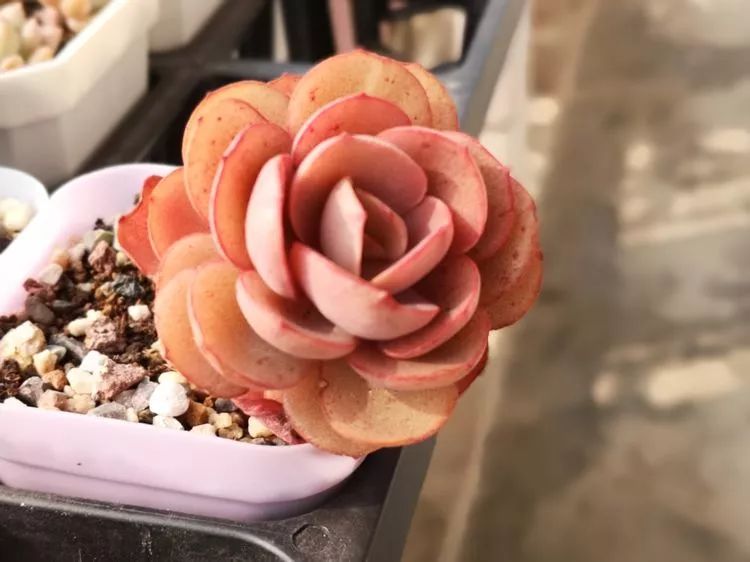 多肉一个月对比照,多肉30天前后对比图