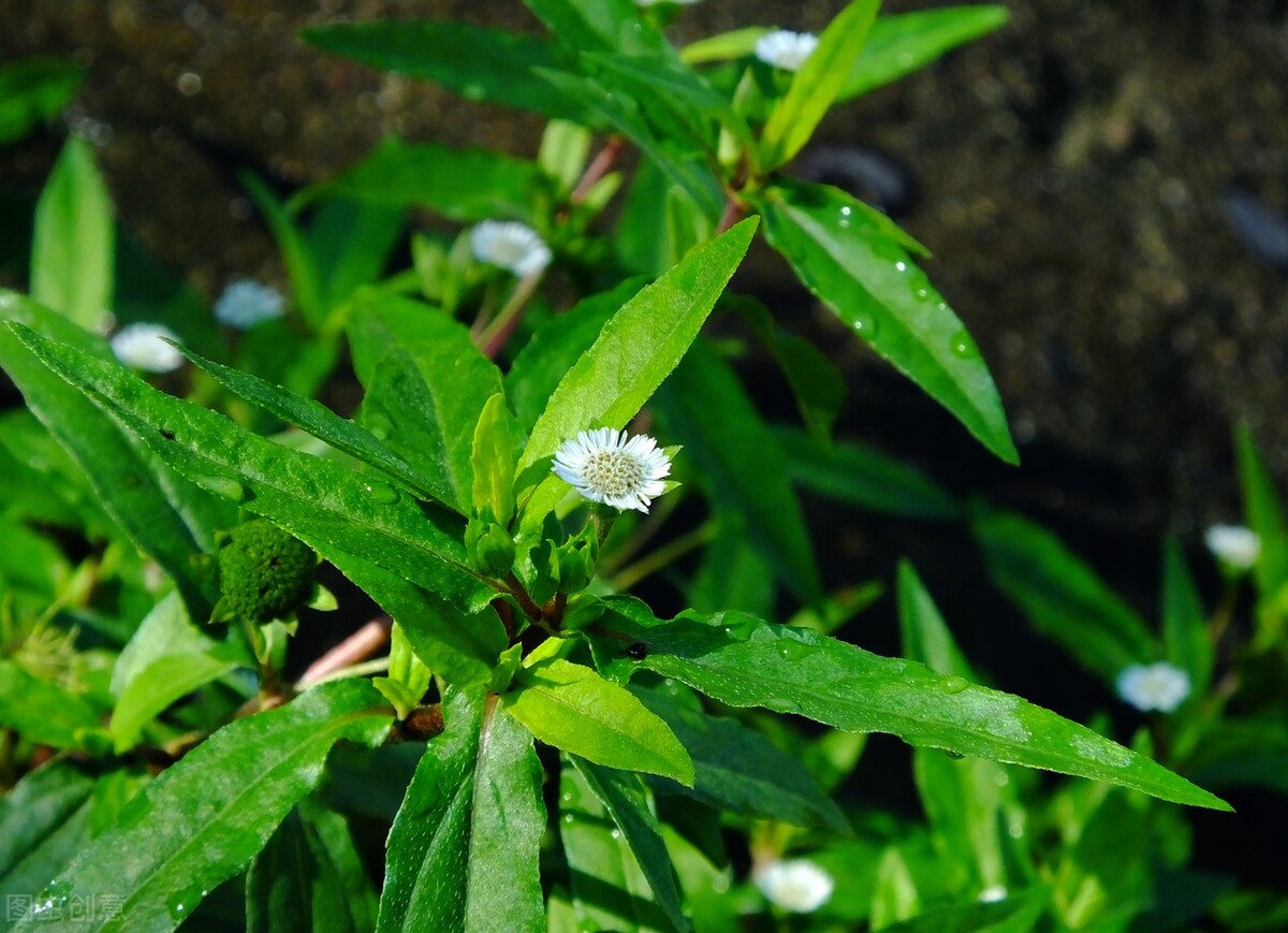 白头发多,头发稀疏、甚至脱发?两个中药,滋补肝肾,生发乌发