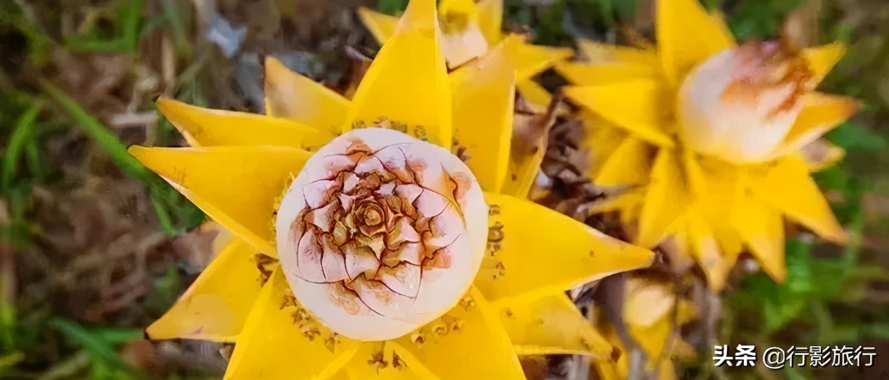 介绍一下云南的西双版纳,云南西双版纳的介绍景点