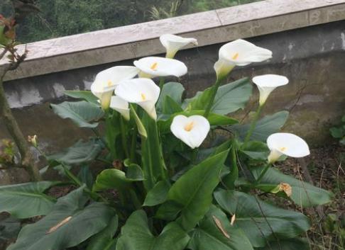 马蹄莲花到了开花时为什么不开花,马蹄莲叶子发黄怎么回事