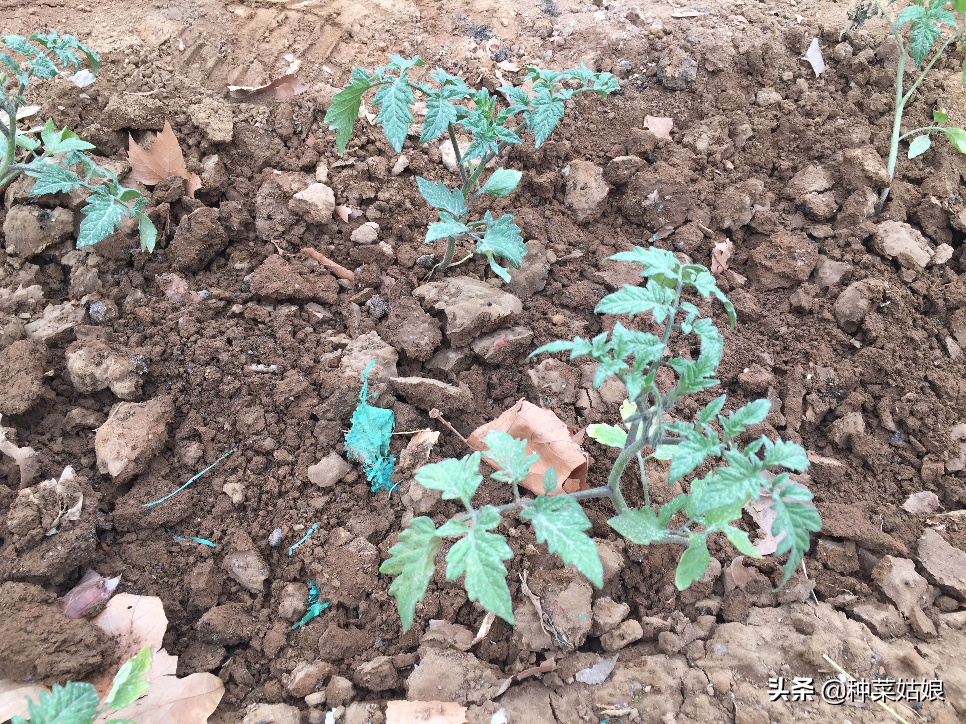 种植蔬菜枯萎了怎么补救,种植蔬菜烂根烂叶怎么回事