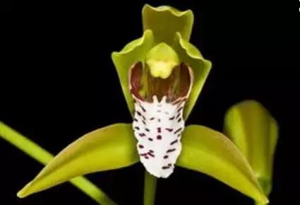 五种最具欣赏价值的兰花,欣赏史上最全的兰花