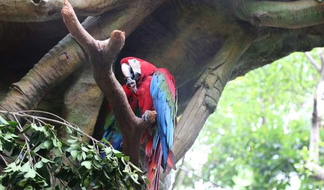 广州长隆四天三晚旅游推荐,4天去广州长隆和珠海看海怎么玩