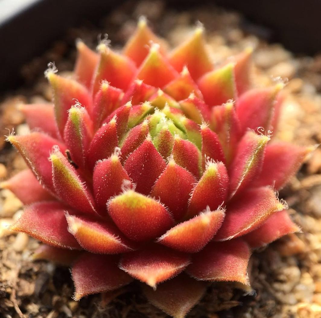 多肉不服盆僵苗了,多肉两个月不服盆僵苗怎么办