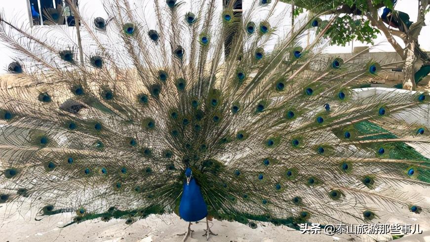 安泰壹号,值得玩的周边野生动物园