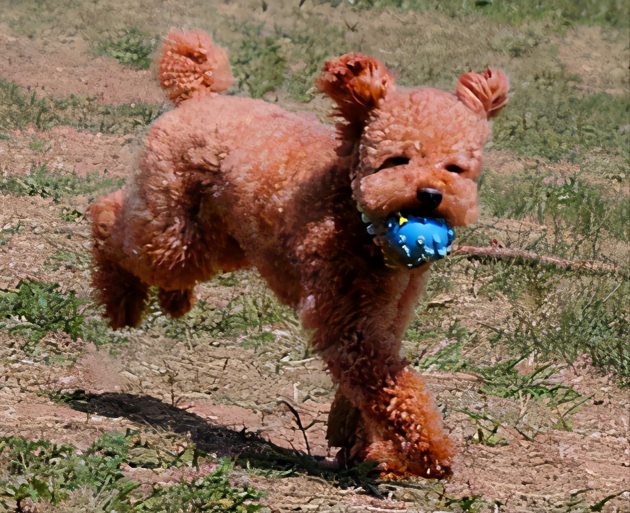 泰迪便秘怎么办教你几招轻松应对,宠物泰迪便秘的原因有哪些