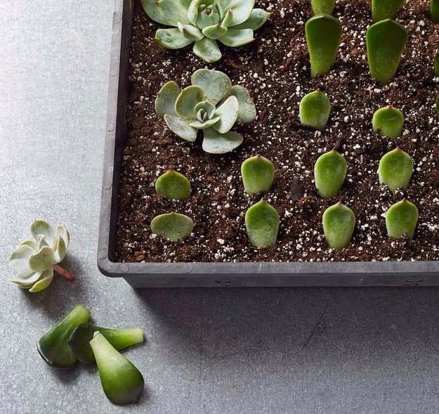 多肉根部没法全部埋进土里怎么办,多肉根部长了几个小肉肉如何养护