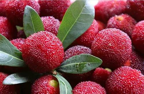 梅雨季摘杨梅,又到了吃杨梅的季节摘杨梅