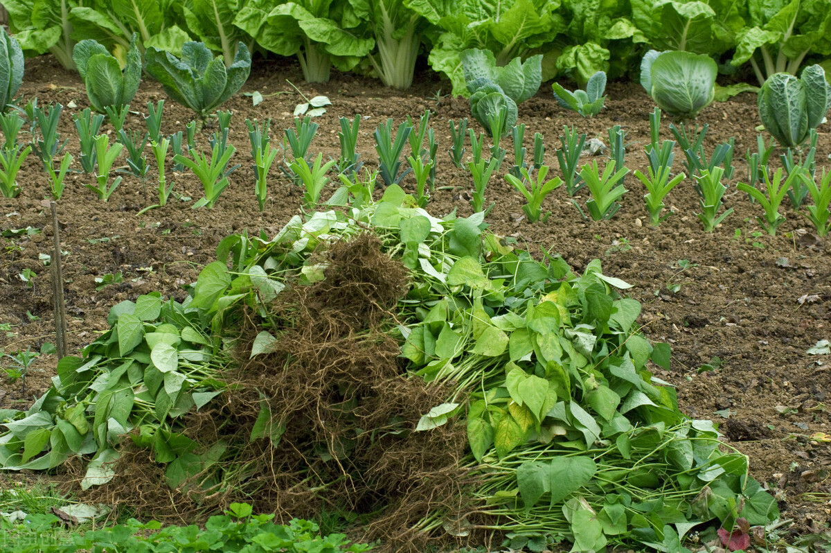 用什么方法改变土壤酸碱度,判断土壤酸碱度的最佳方法