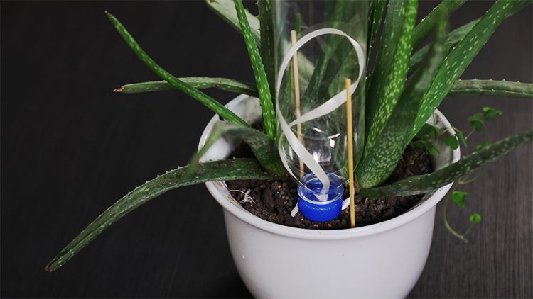 浇水淹死的花,被浇水浇死的几种花