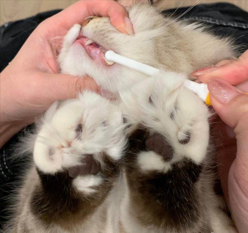 猫咪这6个常规小知识你知道几个,猫咪以后年纪大了该如何饲养