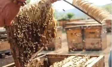 兔子长多大开始养,兔子不知道饱吗为什么一直吃