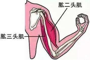 手臂粗壮肌肉训练,怎样练手臂才能使手臂肌肉明显