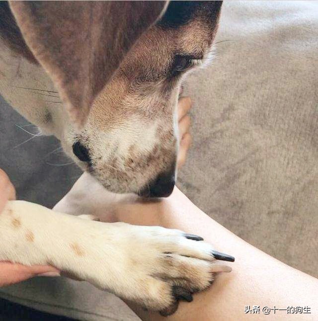 狗的爪子代表什么,关于狗爪的10个小知识