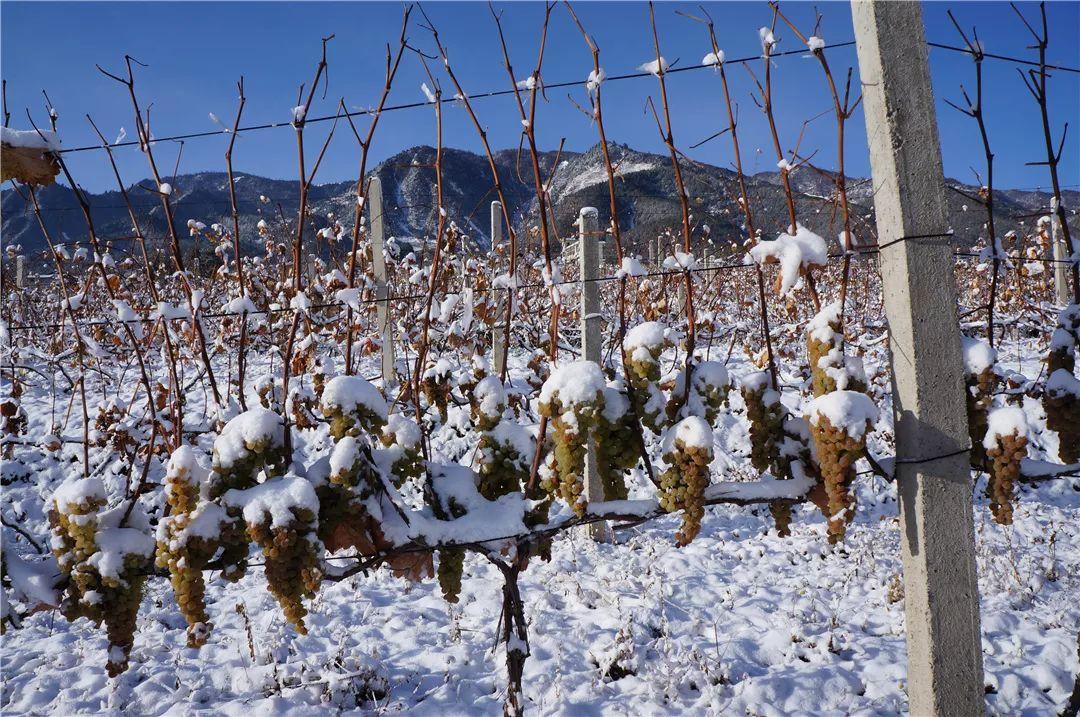 东北农民凌晨挑灯采摘“冰葡萄”，五千粒只酿一瓶酒，价格超千元
