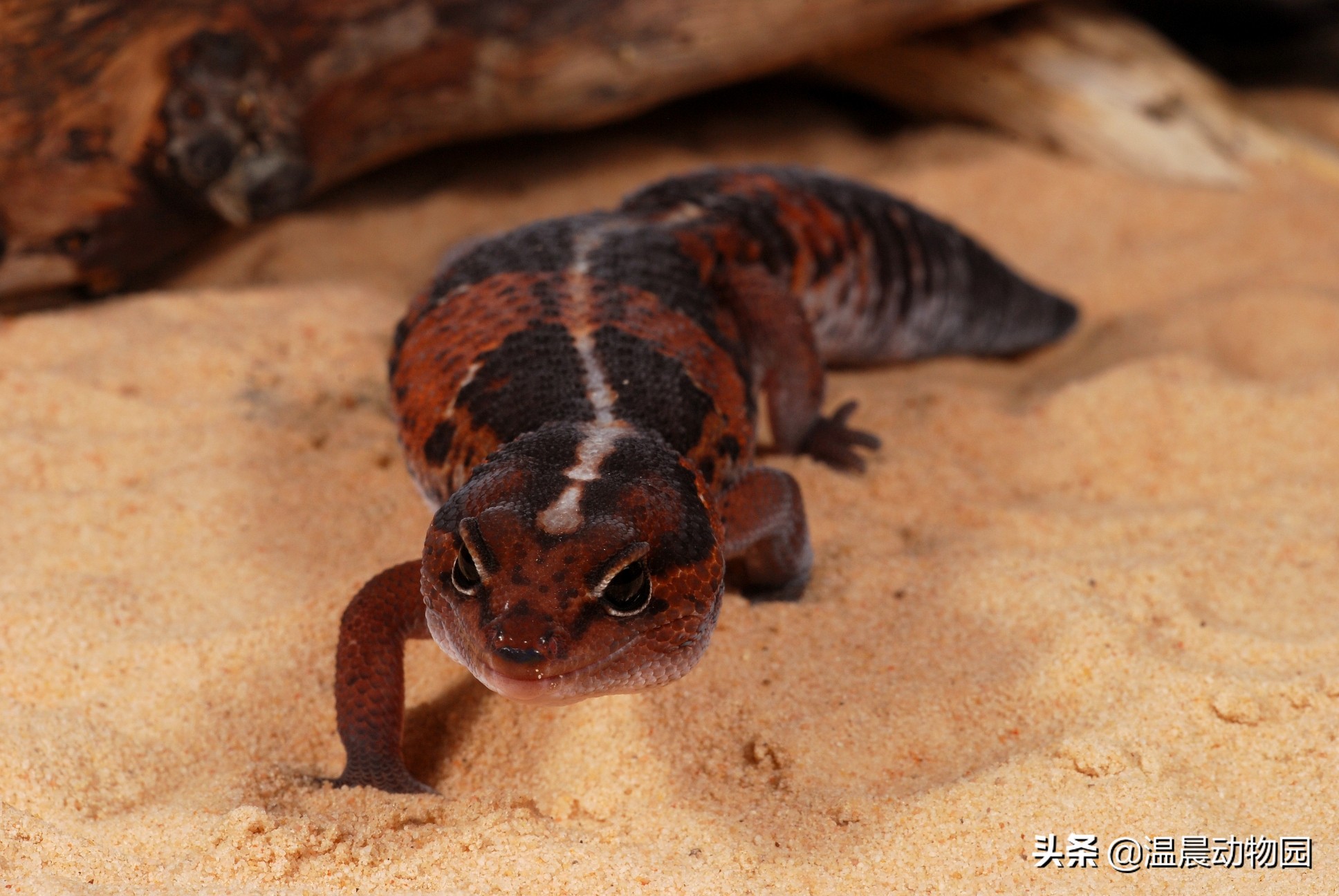 守宫宠物有多少种分别叫什么,守宫类宠物有哪些