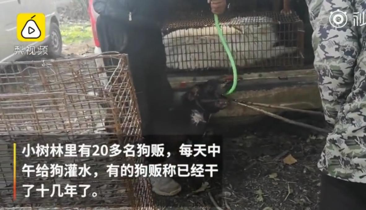 铁钳卡住头、水管直接插胃里狗贩：不给狗灌三四斤水怎么赚钱？