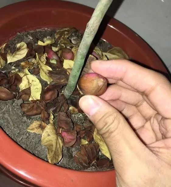 茶花开花的正确方法和注意事项 (茶花不开花也没有花苞要怎么养)