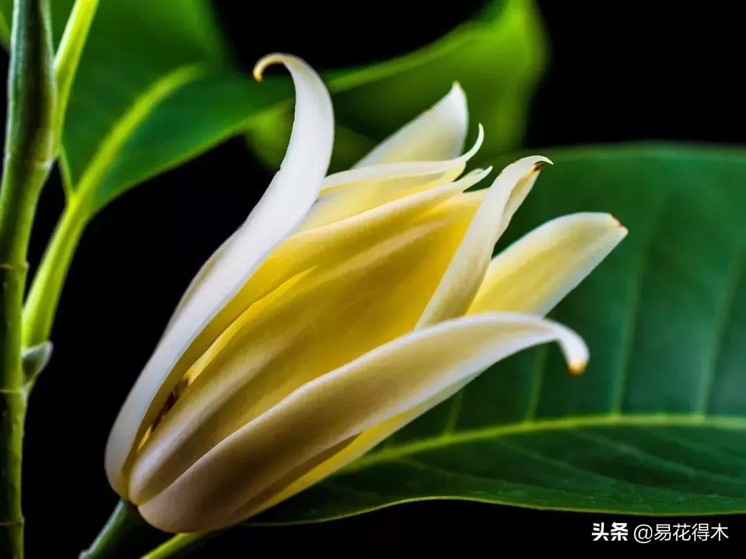 黄桷兰的养殖方法技巧,养黄桷兰的正确方法