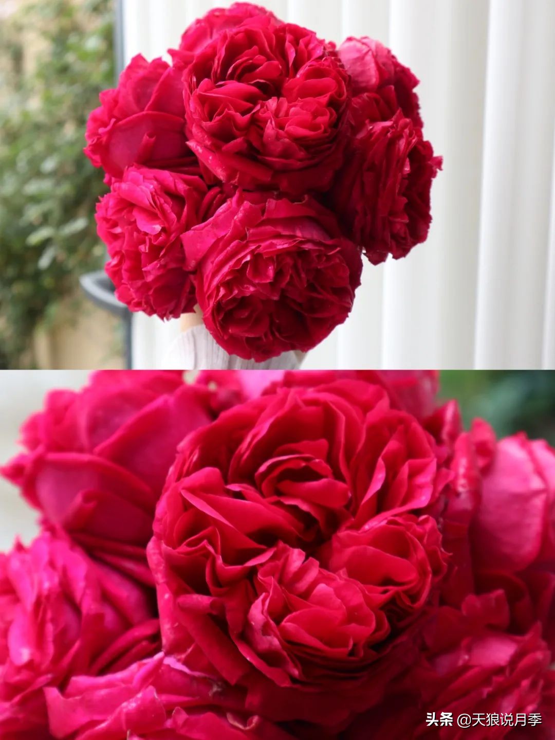 怎么打造露台小花园,如何打理自己的露台小花园