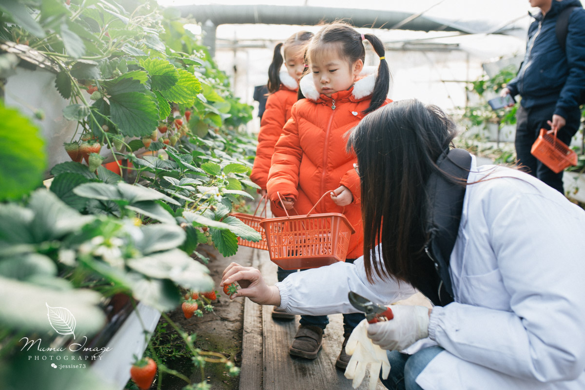 几百亩草莓采摘基地，无销售，不够卖，老板：绿色天然无公害