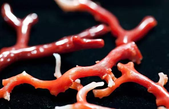 珊瑚越戴越红越好吗,戴珊瑚需要注意什么