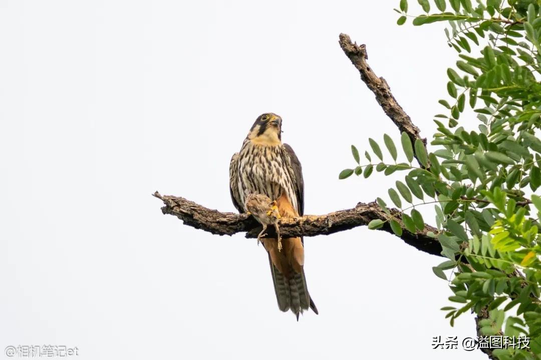 适马150-600s镜头评测,适马新镜头70-200
