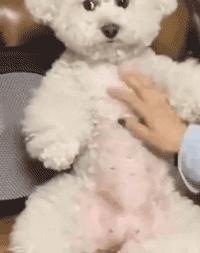 如果狗狗对你有攻击性该怎么办,狗狗表示友好的叫声和动作是什么