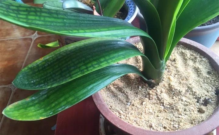 养花的虫害分类及防治,养花如何预防虫害视频教程