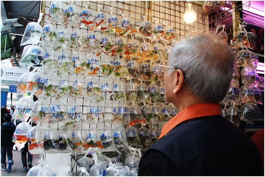 他从小玩爬虫，继承香港金鱼街“祖师爷”衣钵，靠卖爬虫配件发家