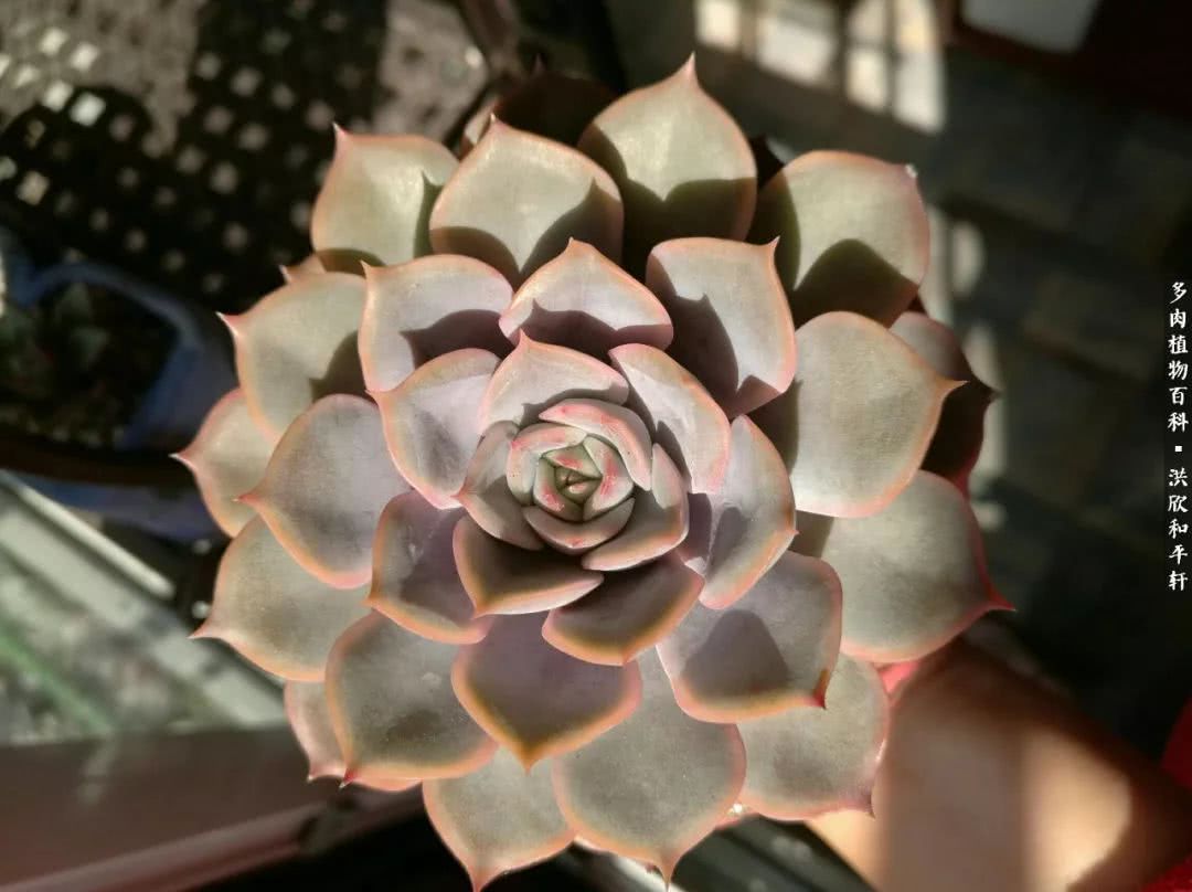 多肉的四季轮回,四季轮回多肉