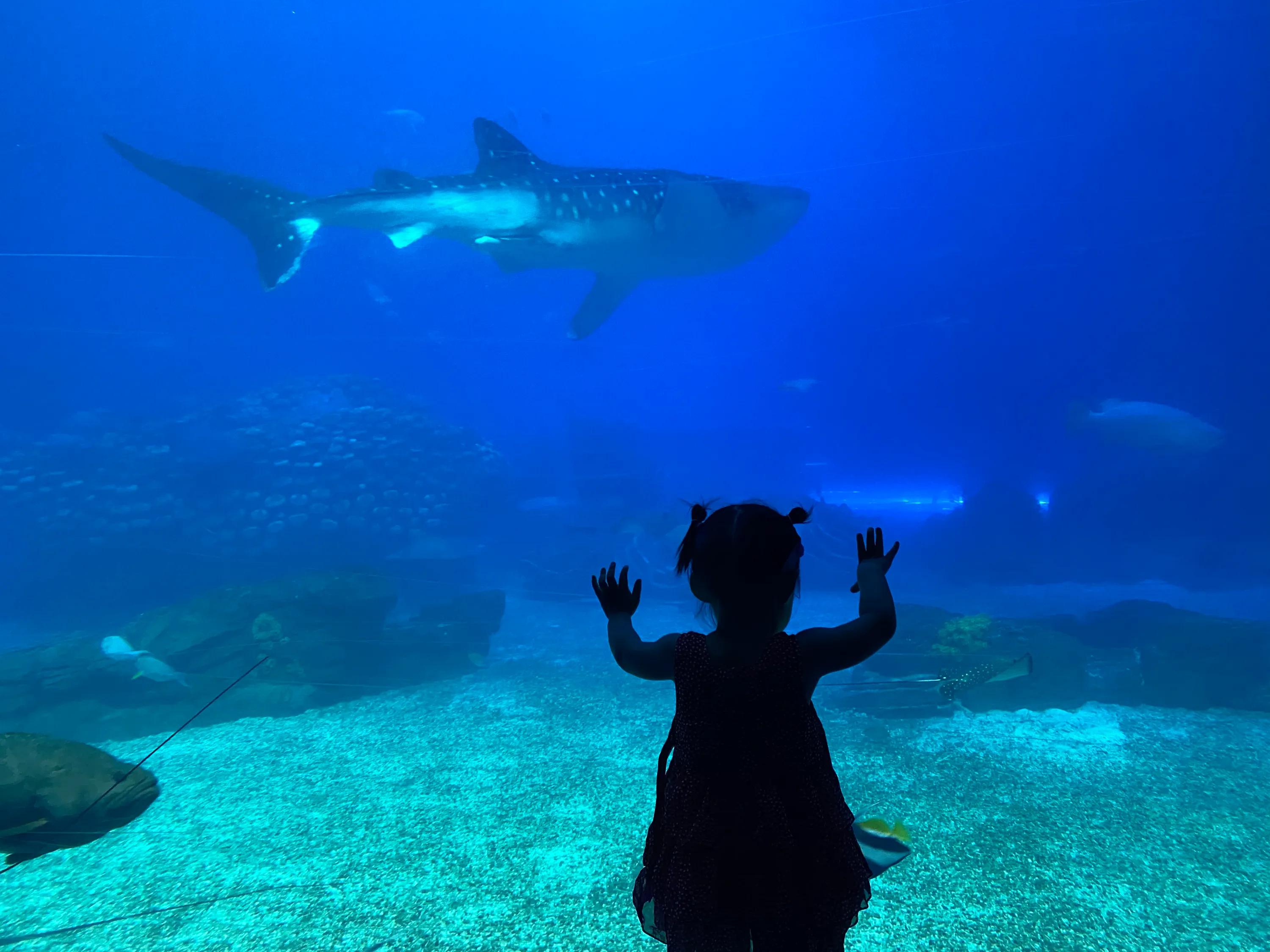 珠海长隆海洋王国攻略时间表,珠海长隆海洋王国攻略图