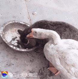 搞笑gif姑娘你也太强大了,搞笑gif开心一刻妹子的眼神