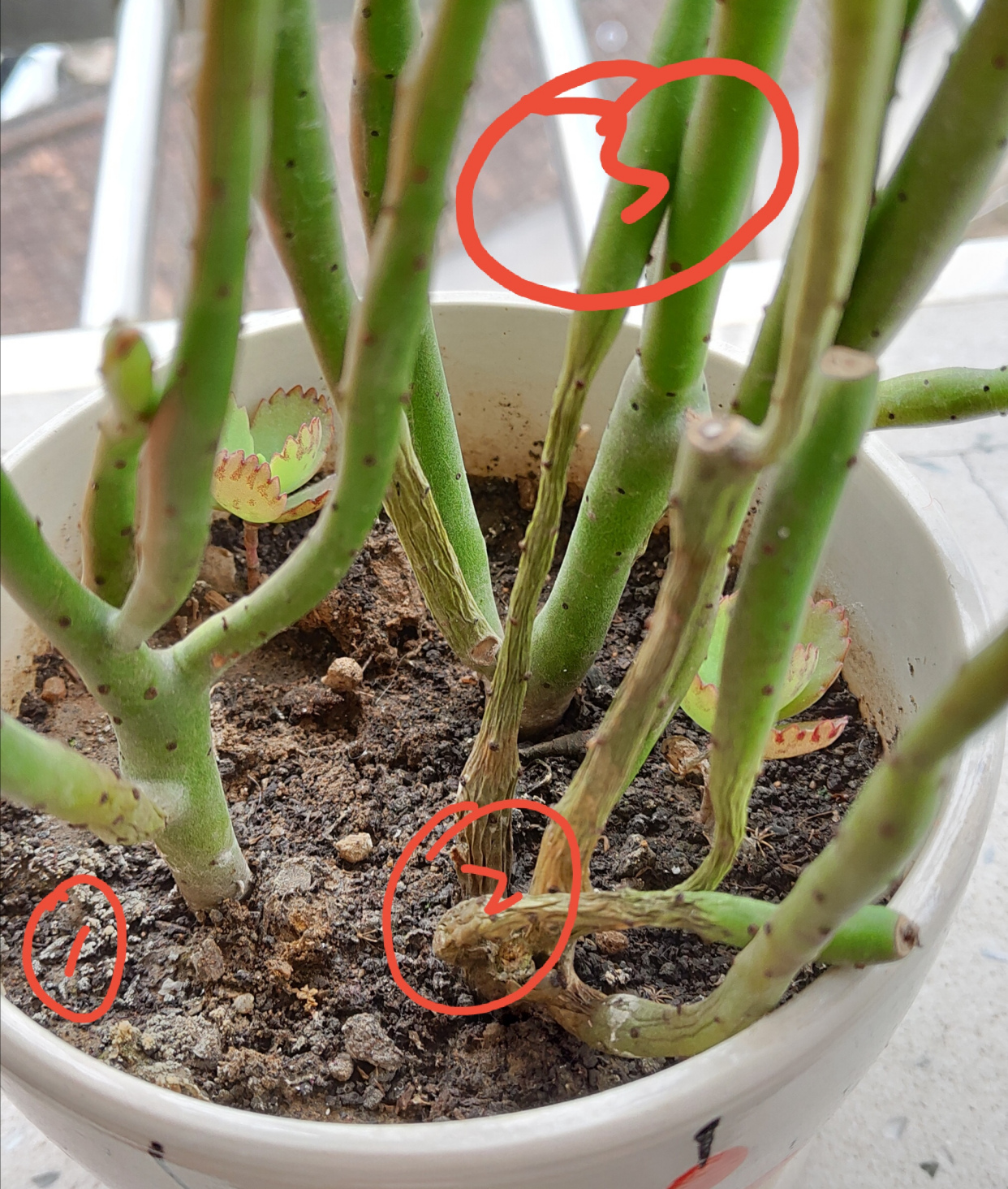 光棍树烂根了怎么补救,光棍树如何修