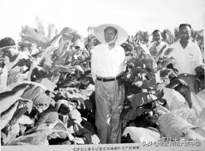 许昌襄县烟叶烘烤基地,河南许昌襄城县烟叶基地