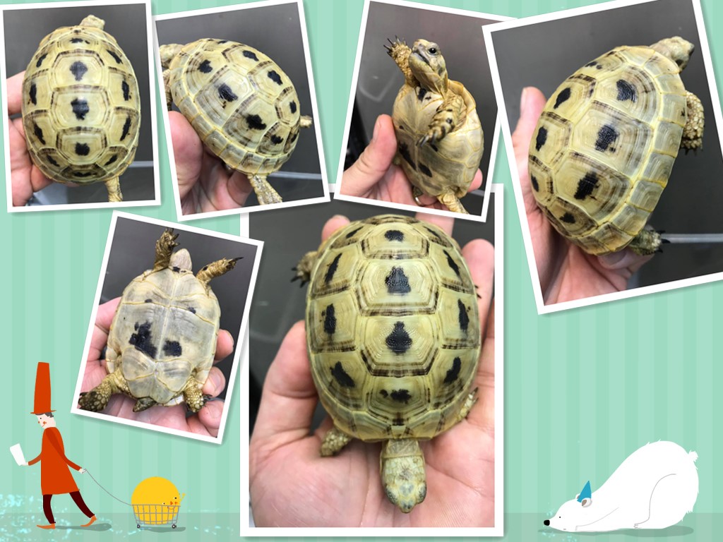 欧洲陆龟排酸吗,欧洲陆龟的图片