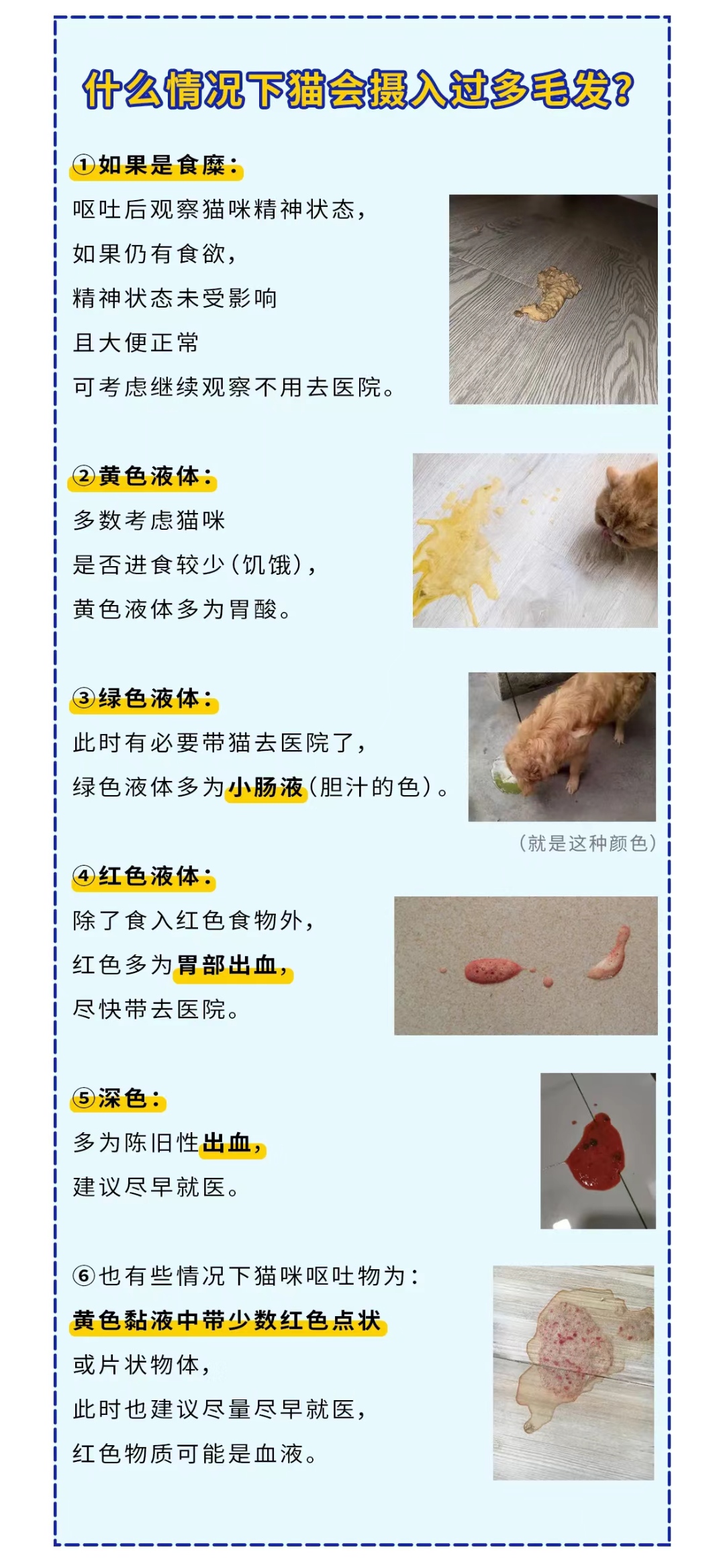 猫咪呕吐的原因及处理方法图解,猫咪呕吐没消化的猫粮如何处理